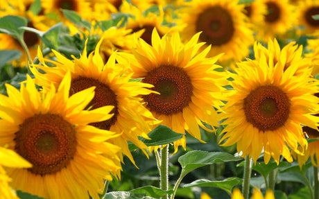 L’huile de tournesols : connaissez-vous bien nos producteurs québécois?