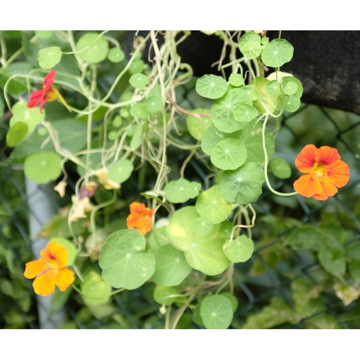 MAN10020 - Compostable mini-pots - nasturtium mix 