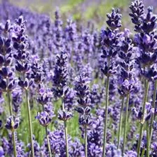 FRA-LAV-030 - Fragrance - Lavender / Lavender