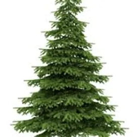 FRA-SAP-030 - Fragrance - Christmas tree / Christmas tree