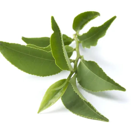 FRA-THE-030 - Fragrance - Green tea / Green tea