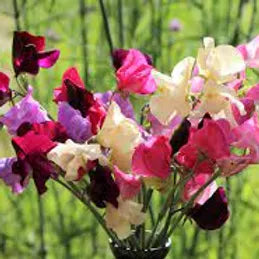 FRA-PSE-030 - Fragrance - Sweet pea