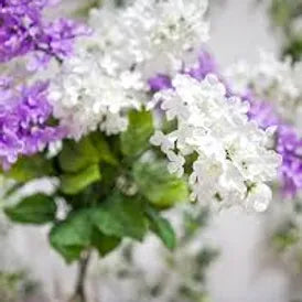 FRA-LIL-015 - Fragrance - Lilas /Lilac