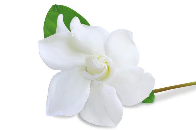 FRA-JAS-015 - Fragrance - Jasmin / Jasmine