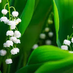 FRA-MUG-015 - Fragrance - Muguet / Lily of the valley