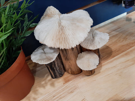 MUS0019 - Set of 4 mushrooms on wood