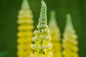 NEV0159 - Farine de lupins - $ / 100g