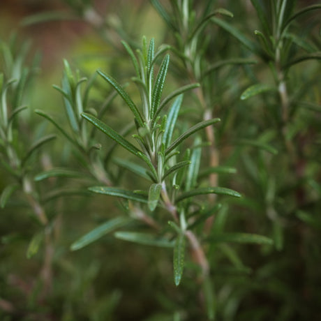 BLA0108 - 1/2 savon au romarin et menthe poivrée/ rosemary and peppermint