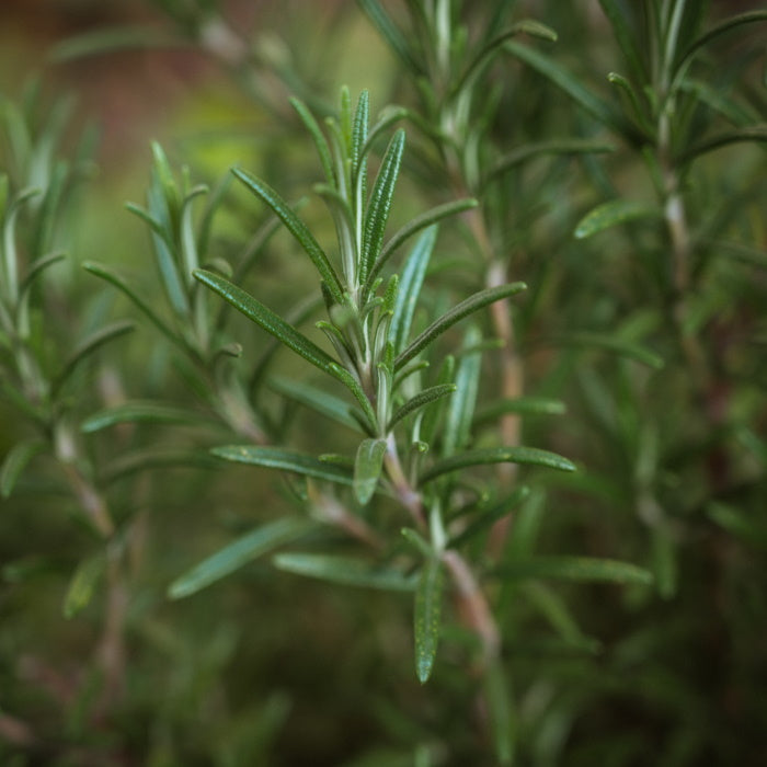 BLA0112 - 1/2 savon au romarin / rosemary