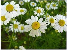 NEV0085 - Chamomile flowers 