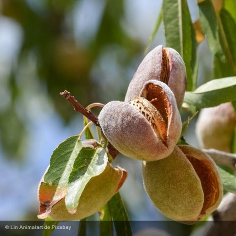 NEV0006 - Amandes tranchées / Sliced almonds - $ / 100g