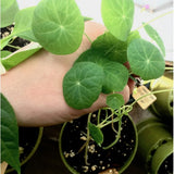 MAN10020 - Compostable mini-pots - nasturtium mix 