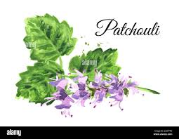 FRA-PAT-30 - Fragrance Patchouli