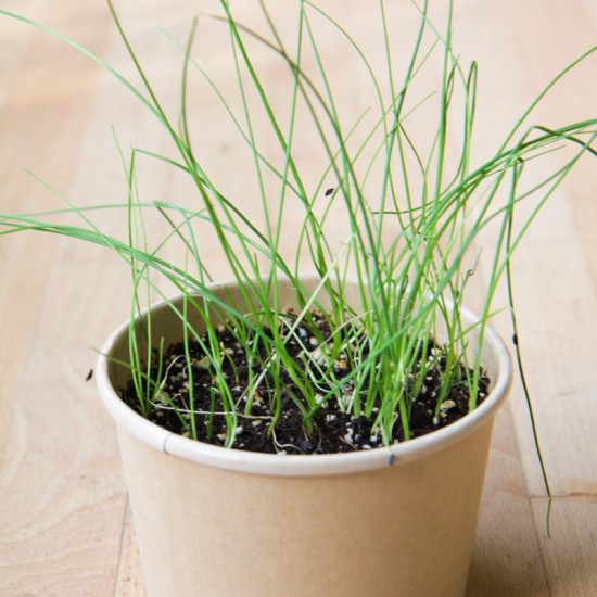 MAN10014 - Compostable mini-pots - chives / chives 