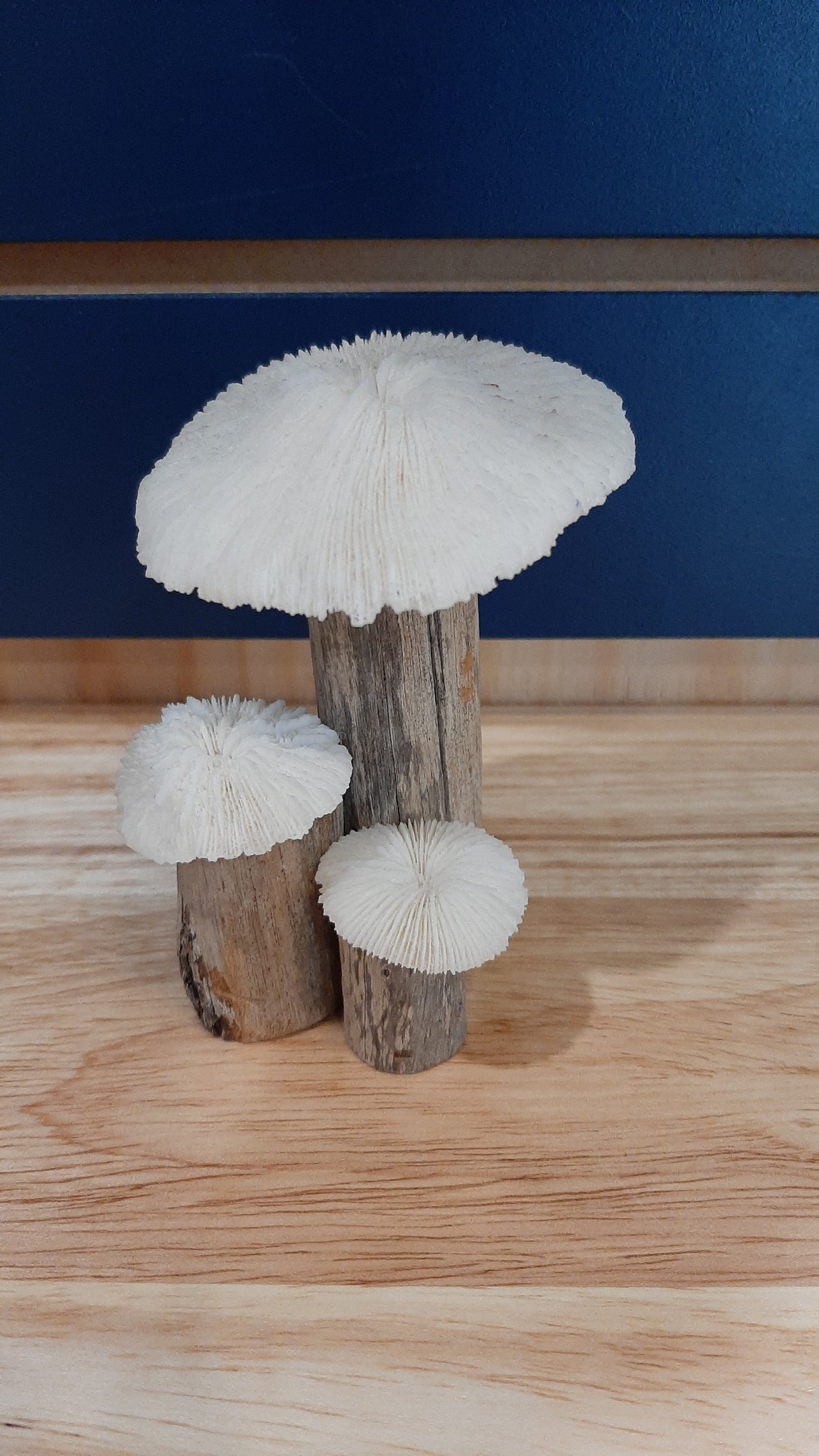 MUS0085 - Ensemble de 3 champignons sur bois