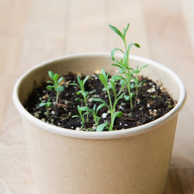 MAN10017 - Compostable mini pots - lavender