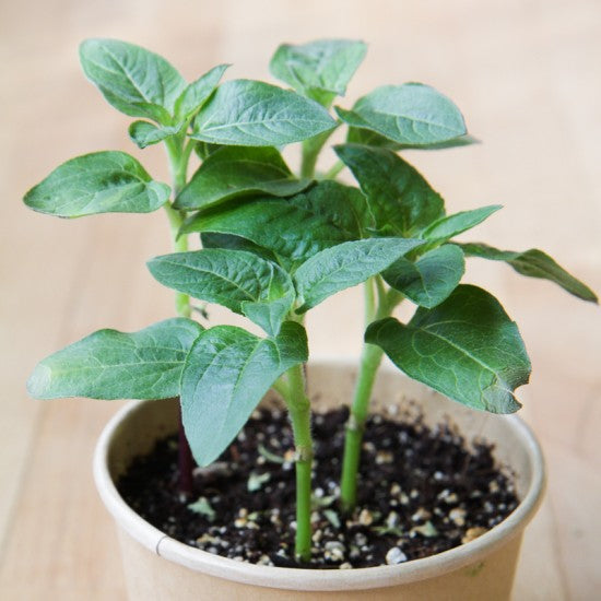 MAN10015 - Compostable mini pots - dwarf sunflower / dwarf sunflower