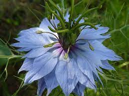 HER0651 - Graines de Nigelle